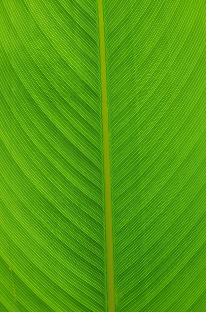 Textura de hoja verde de una planta de cerca