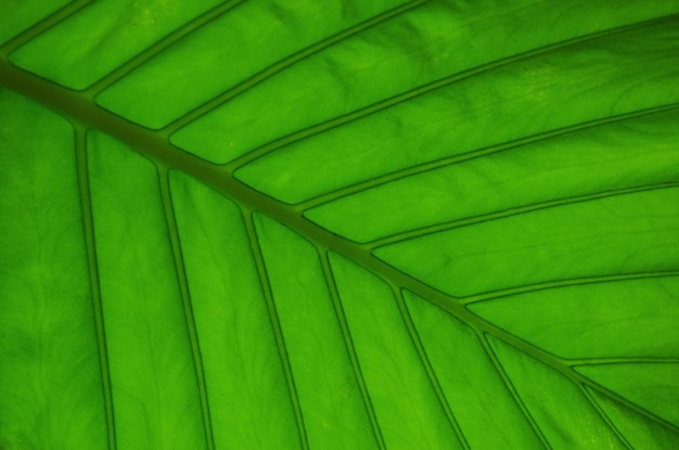 Textura de hoja verde de una planta de cerca