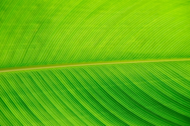 Textura de hoja verde de una planta de cerca