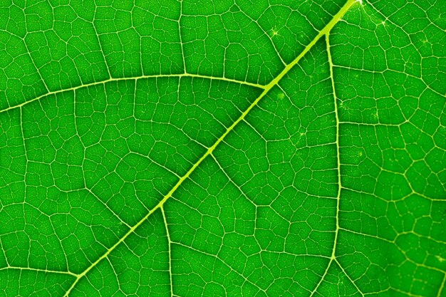 Textura de hoja verde de primer plano, macro