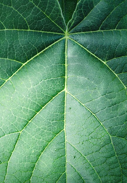 Textura de hoja verde tropical de cerca la naturaleza verde abstracta fondo de verano