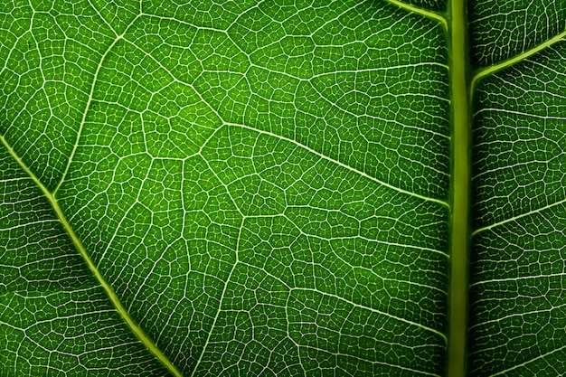 Textura de hoja verde. Venas en el fondo de la naturaleza