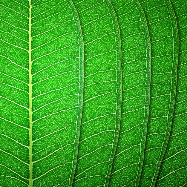 Textura de la hoja verde