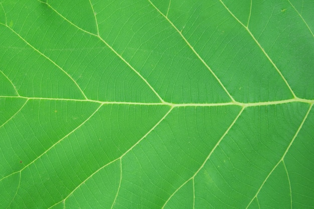 textura de hoja verde