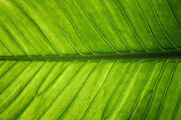 Textura de hoja verde