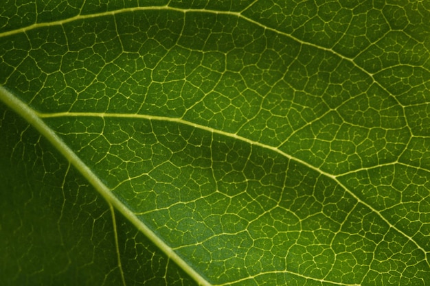 textura de la hoja verde