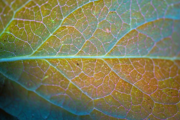 textura de hoja verde