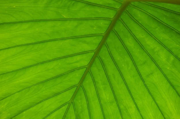 textura de la hoja verde