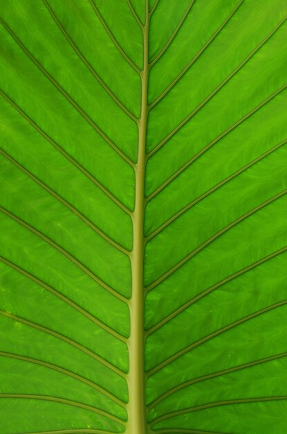 Textura de la hoja verde