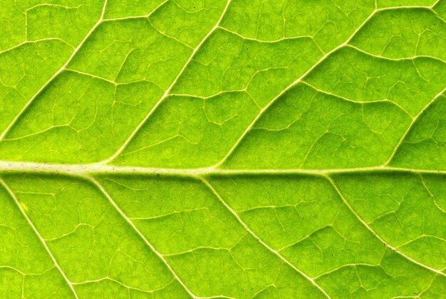 textura de la hoja