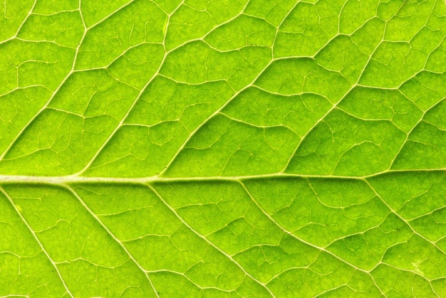 textura de la hoja