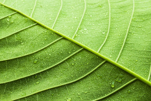 textura de la hoja