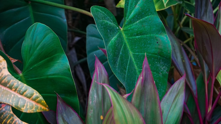 Foto textura de las hojas adecuada para el fondo
