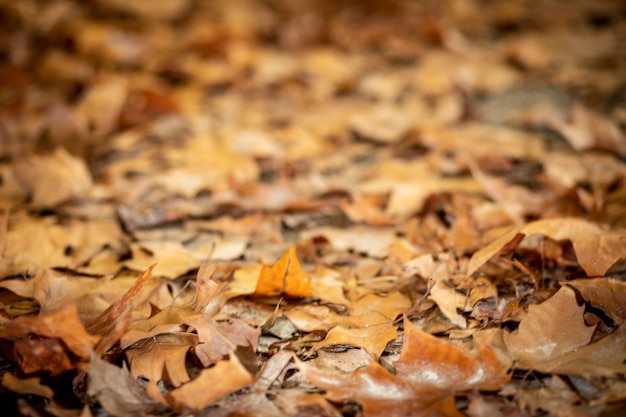 Textura de hojas de árboles caídos en el suelo en otoño - enfoque selectivo.