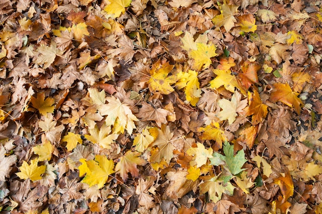 textura de hojas de arce