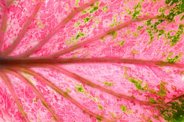 Textura de hojas bicolor de caladium rosa y verde - fondo