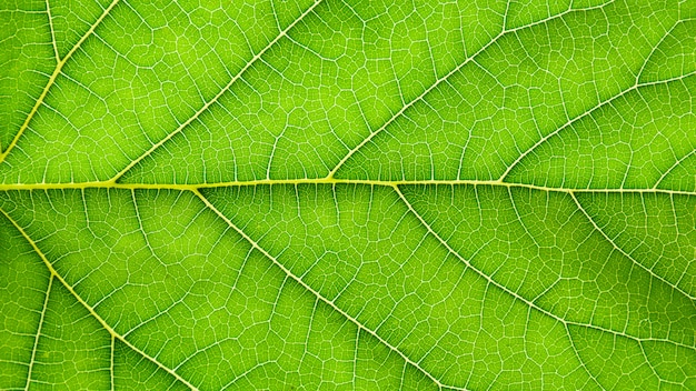 Textura de hojas de calabaza verde - fondo