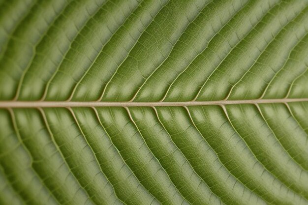 Foto textura de hojas para el diseño gráfico de texturas de hojas deferentes