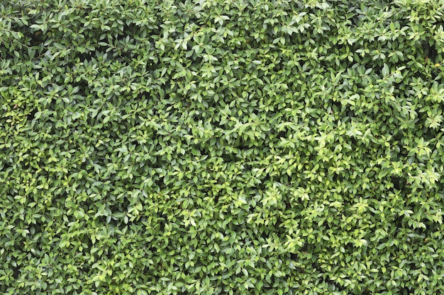 Textura de hojas de exuberante árbol de Banyan