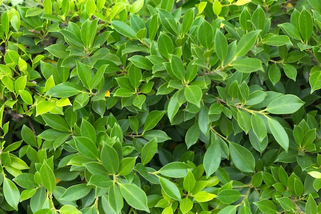 Textura de hojas de fondo de hoja verde