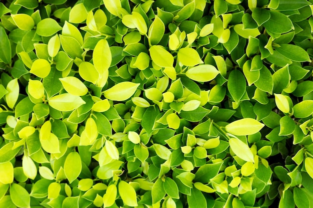 Textura de hojas de fondo de hoja verde