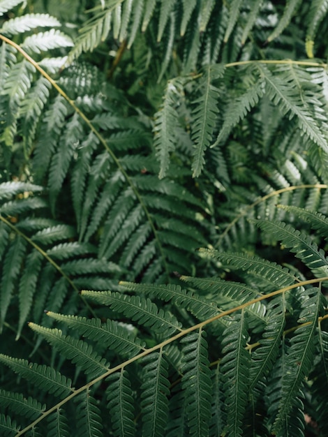 Textura de hojas de helecho verde de primer plano en la naturaleza