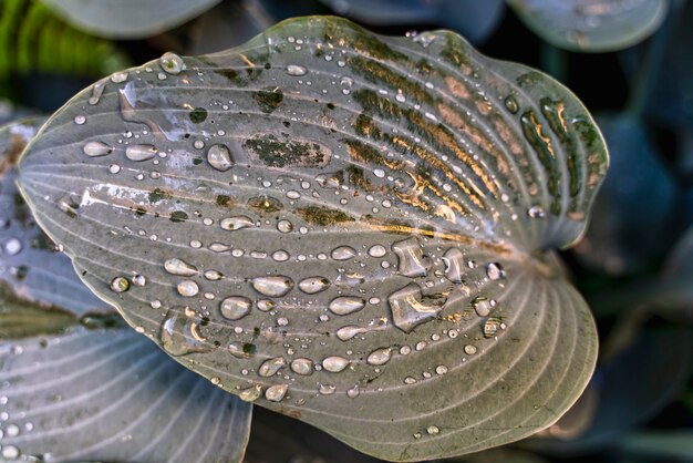 Textura de hojas en jardín cubierto de gotas por la mañana.