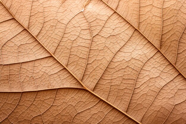 Foto textura de hojas marrones secas textura de fondo
