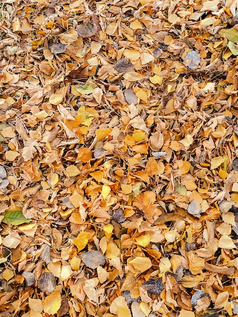 Textura de hojas de otoño caídas en el suelo. Enfoque suave.