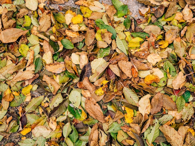 Textura de hojas de otoño hojas amarillas caídas en el suelo