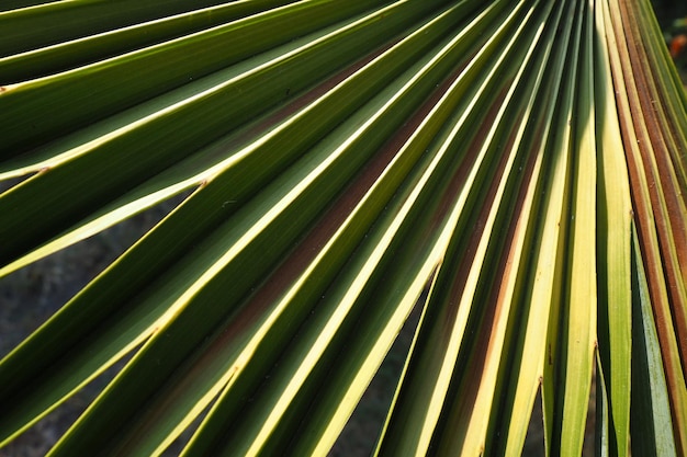 Textura de hojas de palma con sombra y luz Hojas de palma de color verde brillante Hermoso fondo tropical Turismo de playa de verano