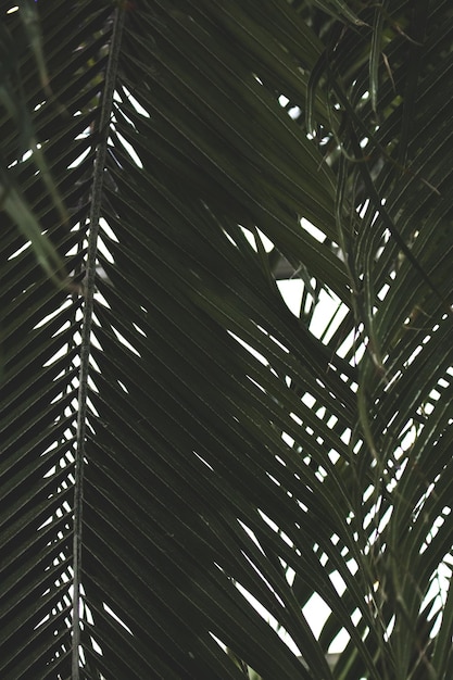Textura de hojas de palma verde