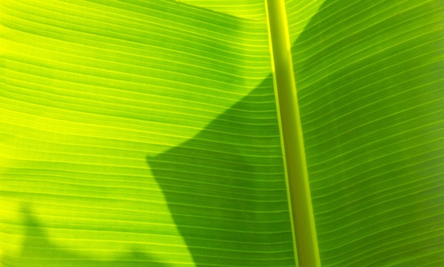 Textura de hojas de Palma