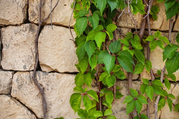 Textura de hojas y paredes verdes, el contraste de la naturaleza y el hombre.