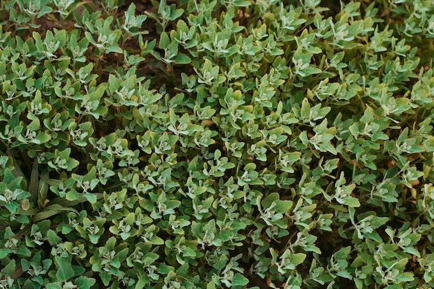 Textura de las hojas de la planta verde de la vista superior para el fondo