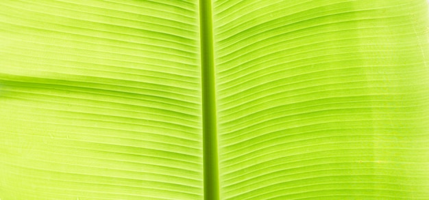 Textura de hojas de plátano para el fondo.