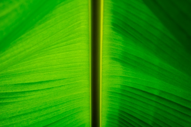 Textura de hojas de plátano verde