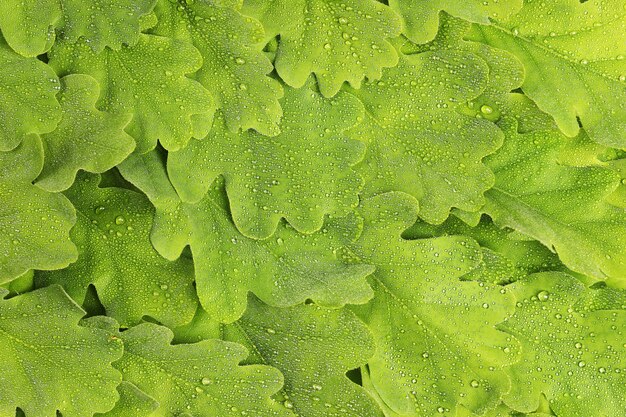 Textura de hojas de roble en gotas de rocío