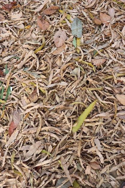 Textura de hojas secas y efecto grunge en una sesión de fotos de primer plano del jardín Textura de fondo de hojas secas estilo abstracto Hojas secas de color marrón otoñal que caen en la foto del suelo