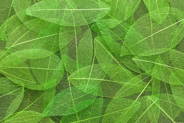 Textura de hojas transparente abstracta