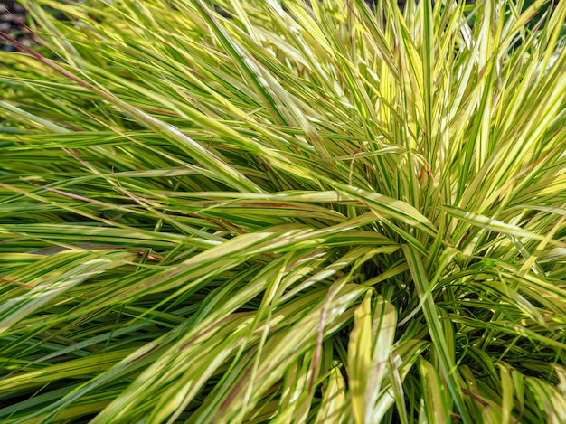 La textura de las hojas verdes de las cañas. Bush verde bambú. Bush verde de una joven planta de bambú.