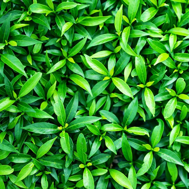 textura de hojas verdes como fondo follaje fresco de las plantas en el jardín