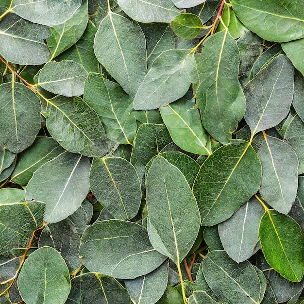 La textura de las hojas verdes de eucalipto