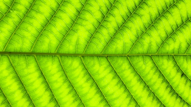 Textura de hojas verdes para el fondo