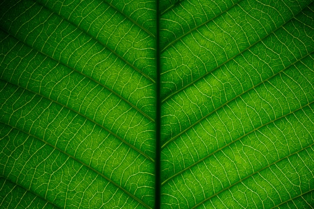 Textura de hojas verdes para el fondo