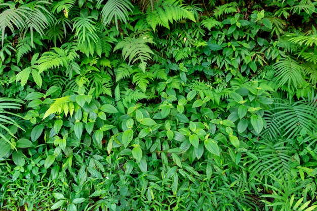 Textura de hojas verdes frescas para la naturaleza y el diseño, follaje