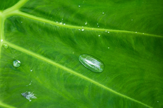 Textura de hojas verdes con gotas de agua de lluvia