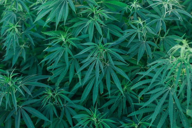 Textura de hojas verdes de marihuana de cerca