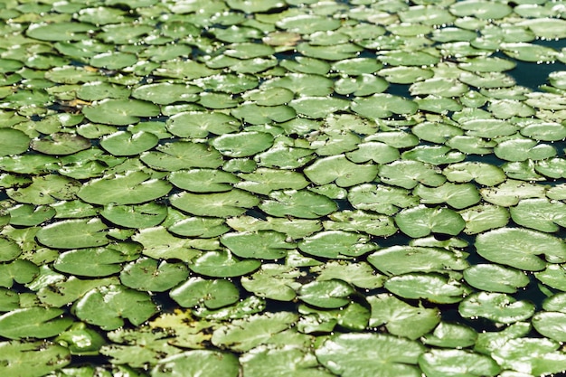 Textura de hojas verdes naturales afuera en la superficie del agua Hojas verdes de nenúfares en el lago