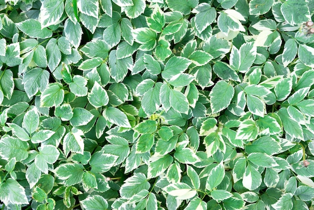 La textura de las hojas verdes se puede utilizar para el fondo